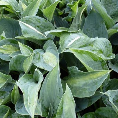 Hartlelie / funkia - Hosta 'Kiwi Full Monty'