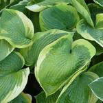 Hartlelie / funkia - Hosta 'Olive Bailey Langdon'