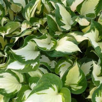 Hosta 'Reversed Patriot'