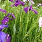 Iris ensata - Japanse iris