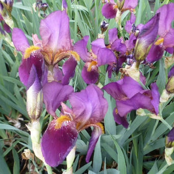 Iris germanica 'Caliente'