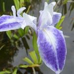 Japanse iris - Iris laevigata 'Mottled Beauty'