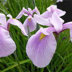 Iris ensata 'Rose Queen' - Japanse iris - Iris ensata 'Rose Queen'