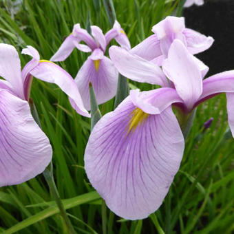 Uitsteken kalender klasse Japanse iris - Iris ensata 'Rose Queen' | Planten online kopen