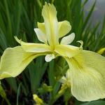 Iris pseudacorus 'Bastardii' - Moerasiris, Gele lis