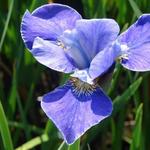 Iris sibirica 'Silver Edge' - Siberische lis