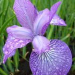 Iris sibirica 'Sparkling Rose' - Siberische lis - Iris sibirica 'Sparkling Rose'