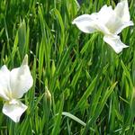 Iris sibirica 'White Swirl' - Siberische lis