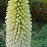Kniphofia 'Ice Queen' - Vuurpijl - Kniphofia 'Ice Queen'
