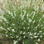 Lavandula angustifolia 'Alba' - Lavendel - Lavandula angustifolia 'Alba'