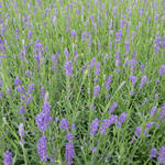 Lavendel - Lavandula angustifolia 'Essence Purple'