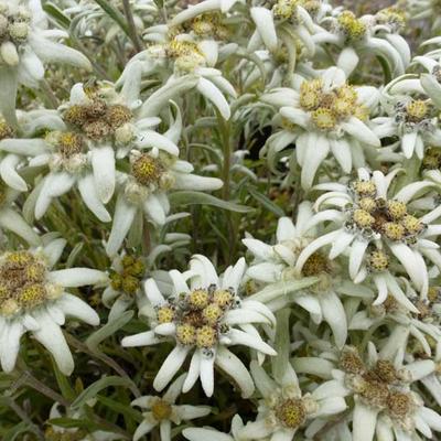 Rationeel maandag De stad Edelweiss - Leontopodium alpinum | Planten online kopen