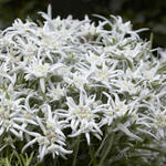 Leontopodium alpinum 'Blossom of Snow' - Edelweiss