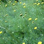 Leptinella hispida - Koperknoopje, Speldenkussenplant