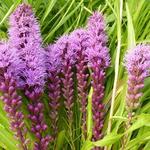 Liatris spicata 'Floristan Violett' - Lampepoetser - Liatris spicata 'Floristan Violett'