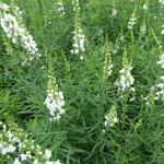 Linaria purpurea 'Springside White' - Vlasleeuwebek - Linaria purpurea 'Springside White'