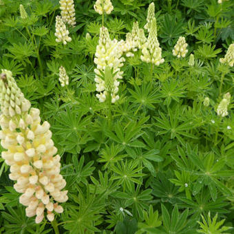 Lupinus 'GALLERY Yellow'