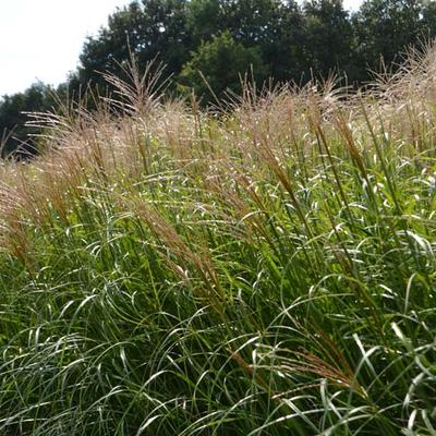 Prachtriet, Reuzenriet - Miscanthus sinensis 'Krater'