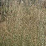 Molinia caerulea subsp. arundinacea 'Windspiel' - Pijpenstrootje - Molinia caerulea subsp. arundinacea 'Windspiel'