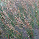 Pijpenstrootje - Molinia caerulea subsp. caerulea 'Edith Dudszus'