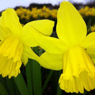Narcissus 'February Gold' - Narcis