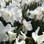 Narcissus 'Mount Hood' - Narcis - Narcissus 'Mount Hood'
