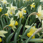 Narcis - Narcissus 'Pipit'