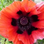 Papaver orientale 'Beauty of Livermere' - Oosterse papaver