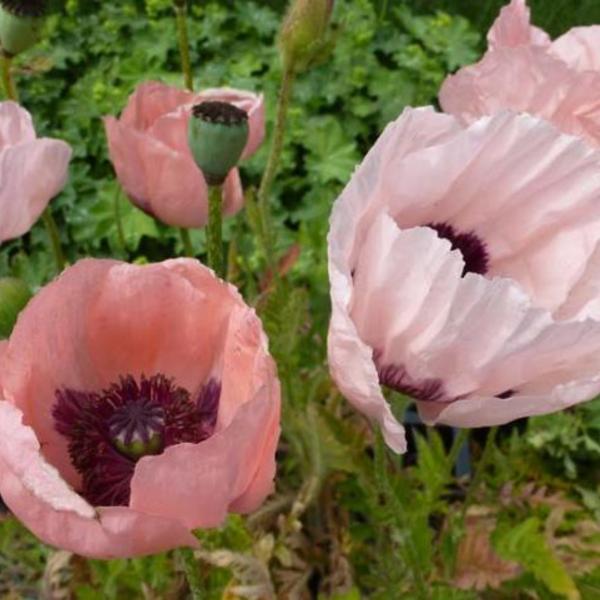 Oosterse papaver - Papaver orientale 'Prinzessin Victoria Louise'