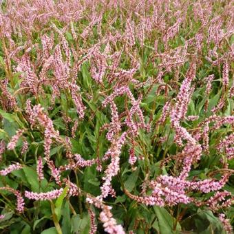 Persicaria amplexicaulis 'Pink Elephant'