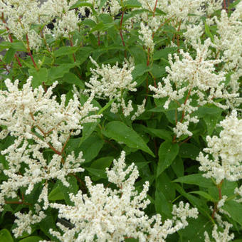 Persicaria polymorpha 'Johanniswolke'