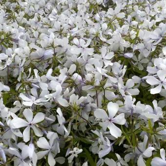 Phlox divaricata 'White Perfume'