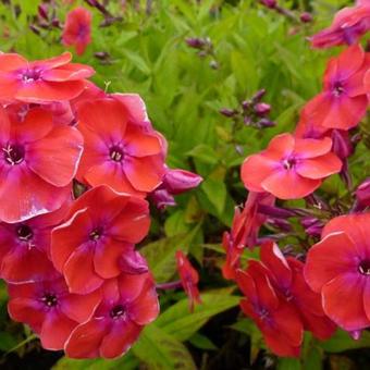 Phlox paniculata 'Red FLAME'