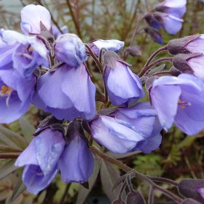 Jacobsladder - Polemonium yezoense 'Heaven Scent'