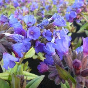 Pulmonaria angustifolia 'Blaues Meer'