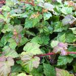 Rubus tricolor - Braambes, Chinese braambes