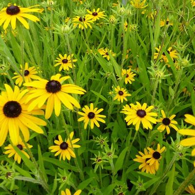 Zonnehoed - Rudbeckia fulgida var. speciosa