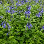 Salvia guaranitica 'Blue Enigma' - Salie