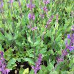 Salvia pratensis 'Twilight Serenade' - Veldsalie - Salvia pratensis 'Twilight Serenade'