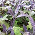 Salie, keukensalie - Salvia officinalis 'Purpurascens'