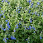 Salvia patens 'Royal Blue' - Mexicaanse salie