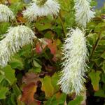 Sanguisorba tenuifolia var. alba - Pimpernel