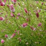Sanguisorba tenuifolia 'Pink Elephant' - Pimpernel