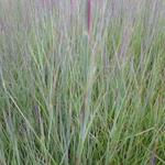 Schizachyrium scoparium 'Prairie Blues' - Klein prairiegras