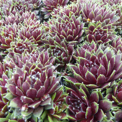 Sempervivum 'Silberkarneol' - Huislook