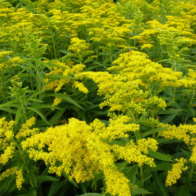 Guldenroede - Solidago 'Golden Dwarf'