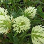 Trifolium ochroleucum - Klaver - Trifolium ochroleucum
