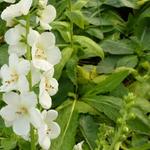 Verbascum hybrid 'White Domino' - Toorts