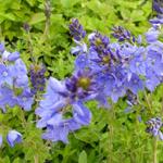 Veronica austriaca subsp. teucrium 'Royal Blue' - Ereprijs - Veronica austriaca subsp. teucrium 'Royal Blue'