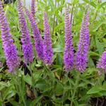 Veronica spicata 'Purpleicious' - Ereprijs